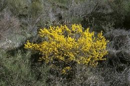 Acacia ericifolia.jpg