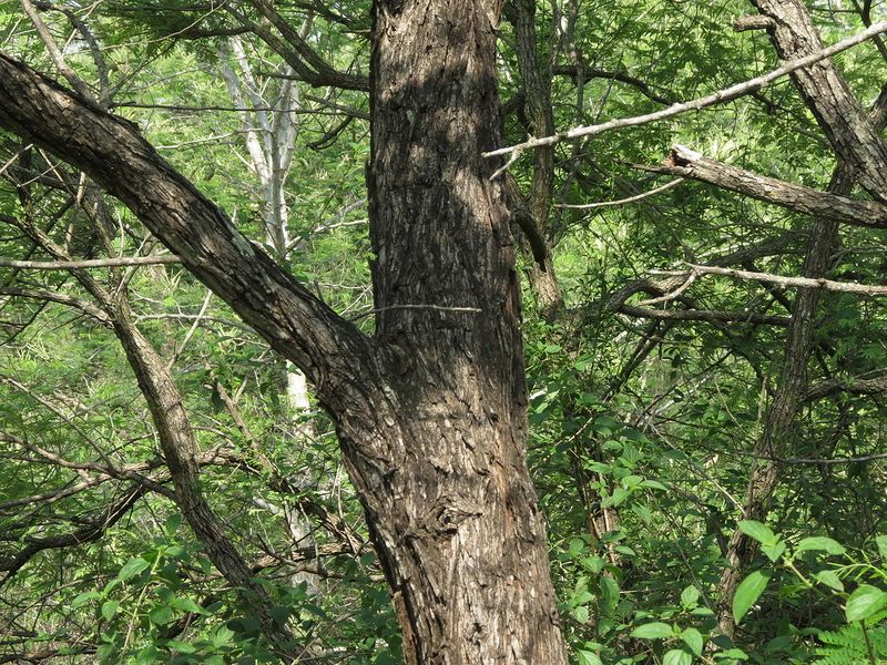 Archivo:Acacia ferruginea 4.jpg