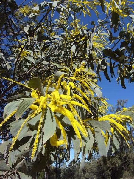 Archivo:Acacia longispicata 4.jpg