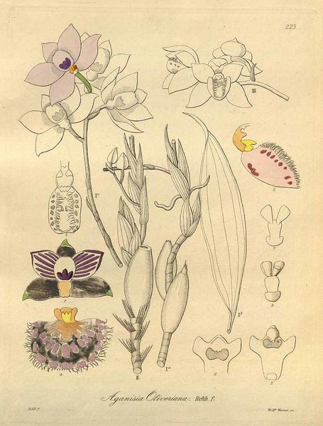 Archivo:Aganisia fimbriata.jpg