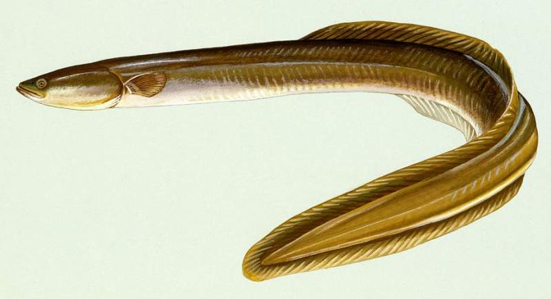 Archivo:Anguilla rostrata.jpg