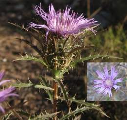 Atracyilis humilis2.jpg