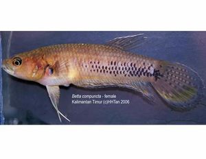 Betta Compuncta.jpg