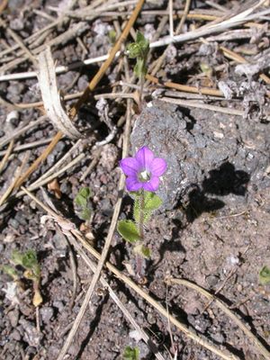 Campanula occidentalis.JPG