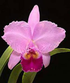 Flor nacional de Colombia