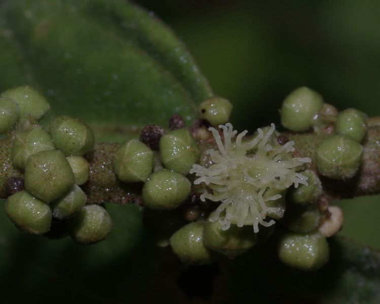 Archivo:Croton nuntians 4.jpg