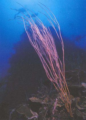 Ellisella elongata.jpg
