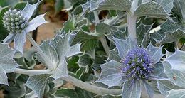 Eryngiummaritimum8.jpg