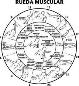Kinesiologia.jpg