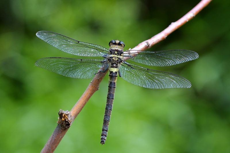 Archivo:Phenes raptor.jpg