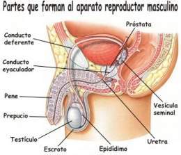 Sistema-reproductor-masculino.jpg