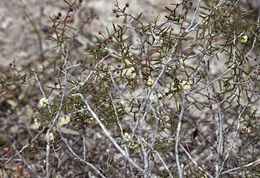 Acacia ingrata.jpg