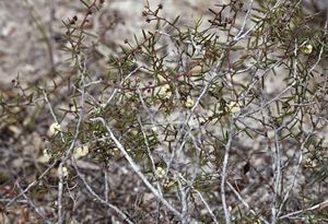Acacia ingrata.jpg