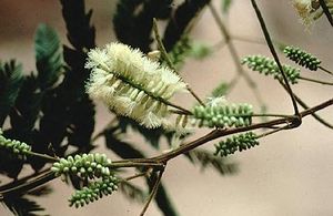 Acacia macbridei.jpg