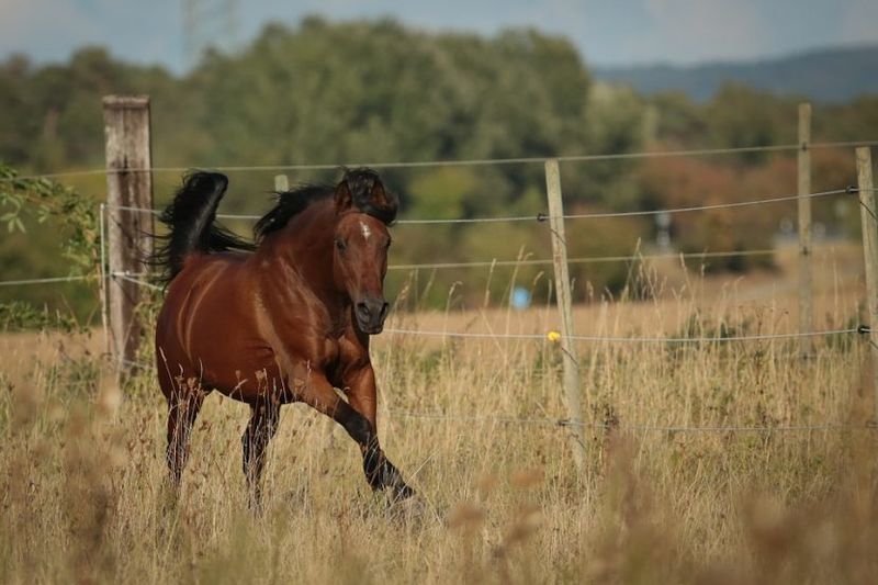 Archivo:Caballo arabe.jpg