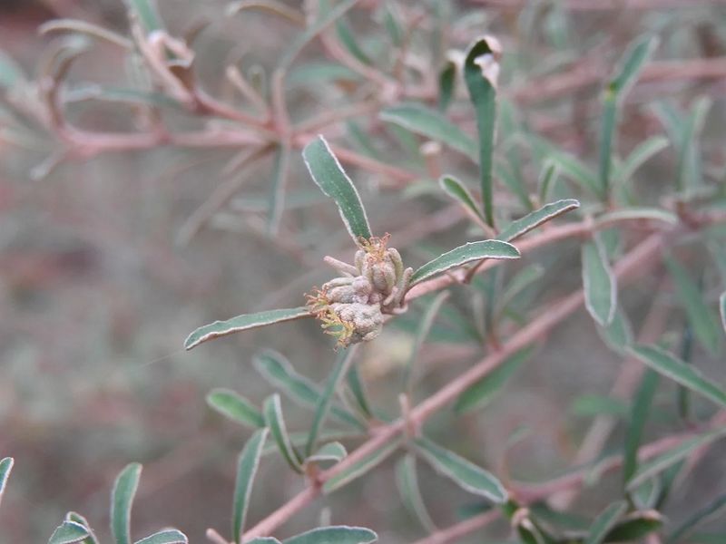 Archivo:Croton rosmarinoides.jpg