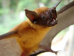 Murciélago Noctilio leporinus.JPG