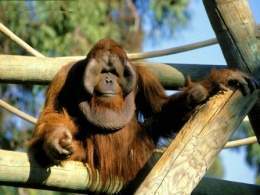 Orangutan Sumatran.jpg