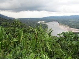 Selva del parque Manu.JPG