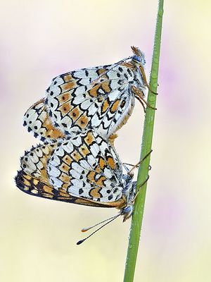 Speyeria de Glanville.jpg