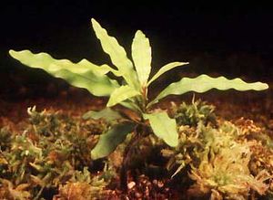 Triphyophyllum.jpg