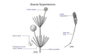 Acacia hypermeces.jpg