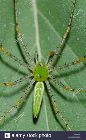 Arana-lince-verde-.jpg