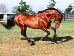 Caballo pura-sangre-arabe.jpg