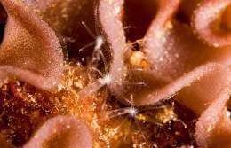 Cornularia sp.jpg