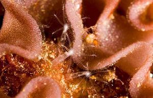 Cornularia sp.jpg