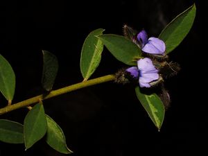 Crotalaria occulta.jpg