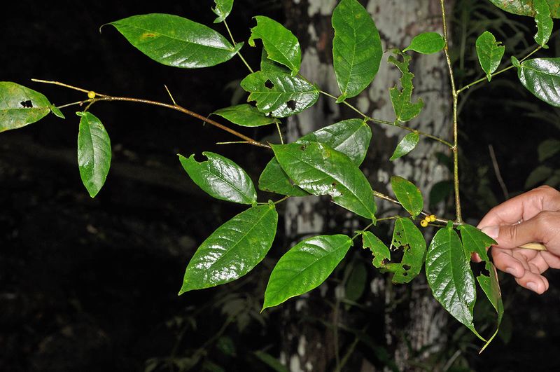 Archivo:Ficus aurita.jpg