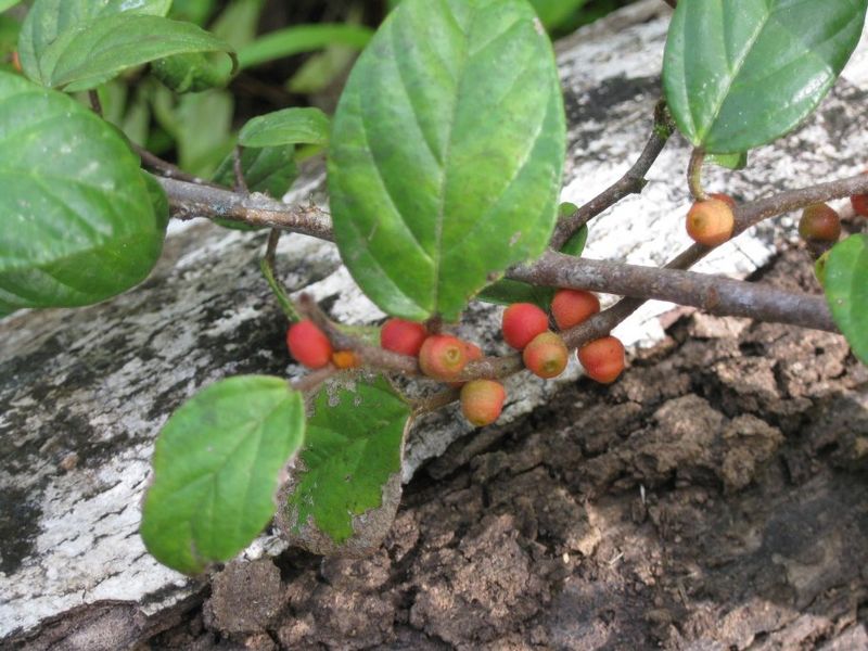 Archivo:Ficus trichocarpa 1.jpg