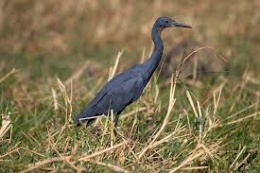 Garceta gorgirojo.jpeg