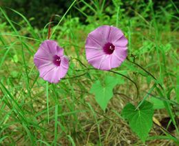 Ipomoea cordatotriloba.jpg