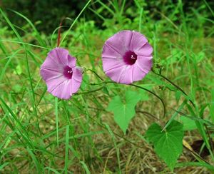 Ipomoea cordatotriloba.jpg