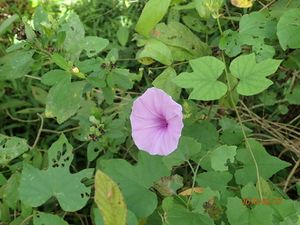 Ipomoea ficifolia.jpeg