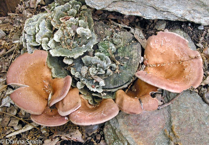 Archivo:Lentinus torulosus.jpeg
