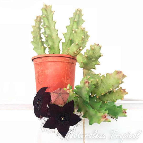 Archivo:Orbea-melanantha.jpg
