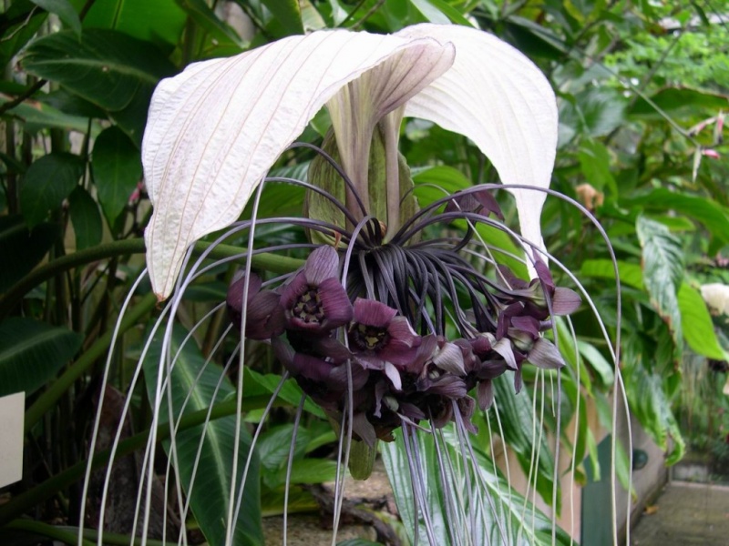 Archivo:Tacca integrifolia.jpeg