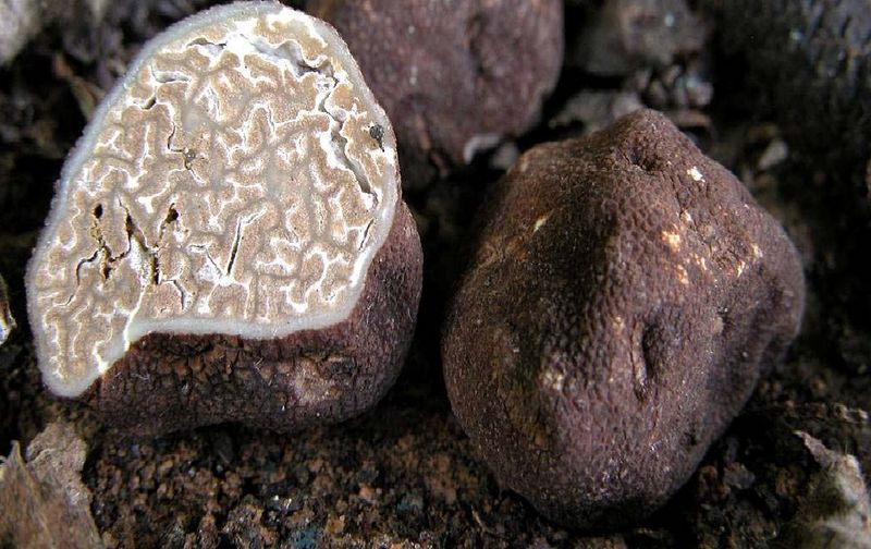 Archivo:Tuber rufum.jpg