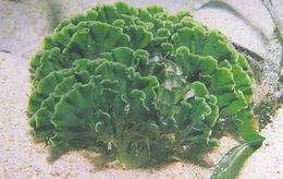 Udotea sp.jpg