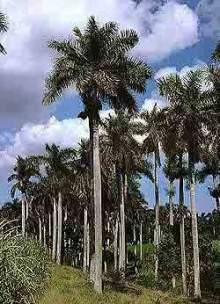20071113062200-palmas1.jpg