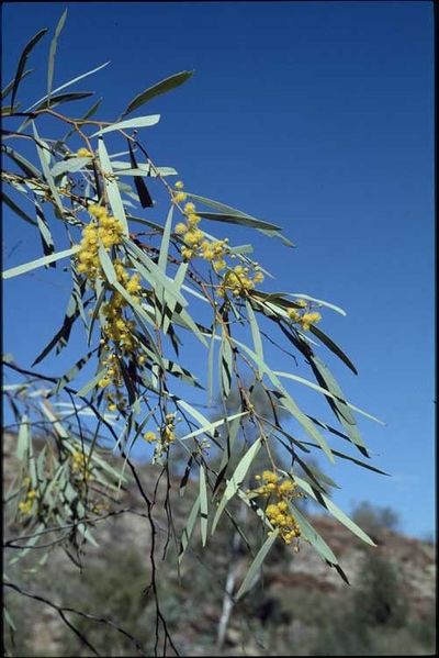 Archivo:Acacia jennerae 1.jpg