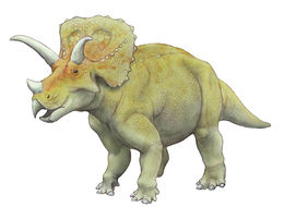 Resultado de imagen para arrhinoceratops