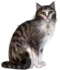 Cat1copy.png