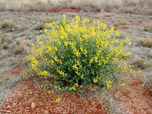 Crotalaria eremaea.jpg
