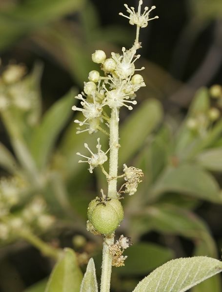 Archivo:Croton habrophyllus 1.jpg