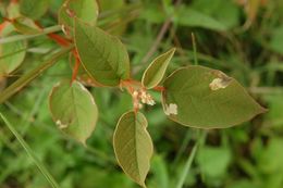 Croton ikopae.jpg