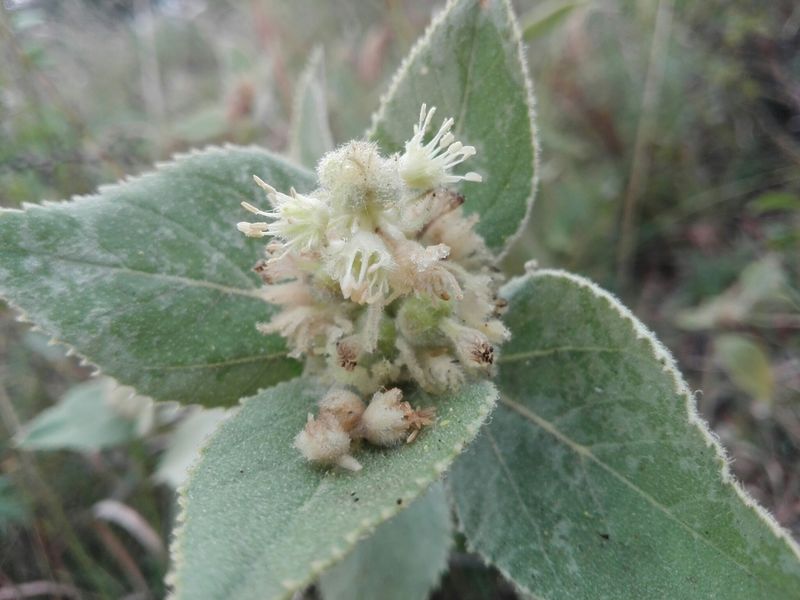 Archivo:Croton subpannosus 2.jpeg